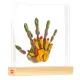 Marco Huellas Tiny Love En Metacrilato Family Prints